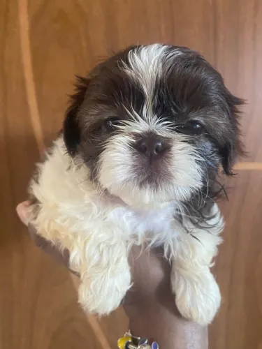 Cachorro SHIH TZU