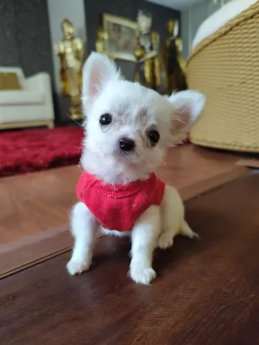 Chihuahua de pêlo longo