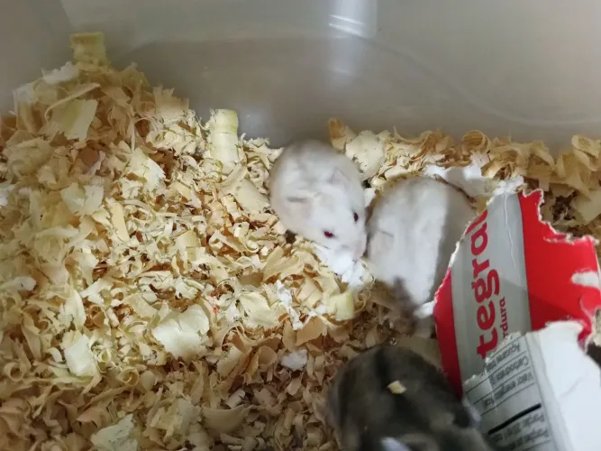 Hamster 