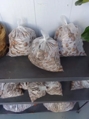 Argila exoandida drenagem da planta