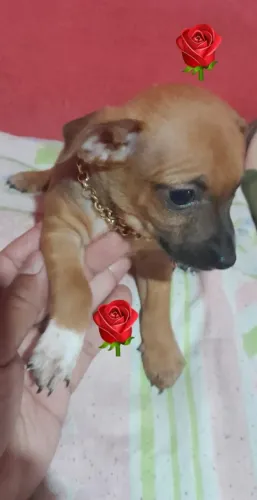 Vendo pincher macho 