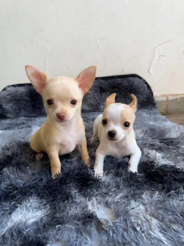 Chihuahua