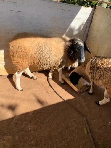 Casal de Carneiro Dorper