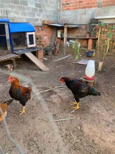Vende -se 2 frangos com 5 meses