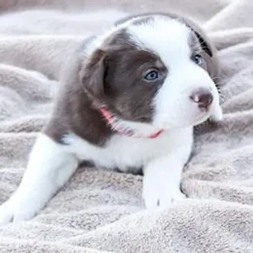 Border Collie,Border Collie Filhote Linda Linhagem Disponível