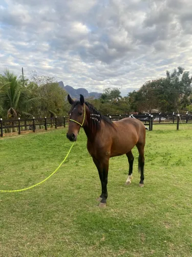 Venda de cavalo mangalarga marchador