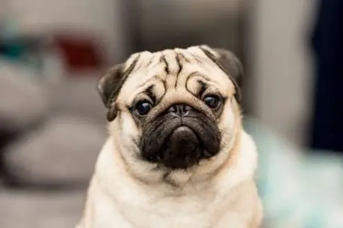 ESTOU DOANDO MEU CACHORRO DA RAÇA PUG