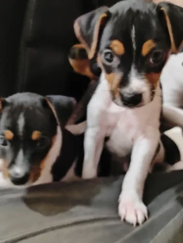 Lindos filhotes Fox paulistinha legítimo