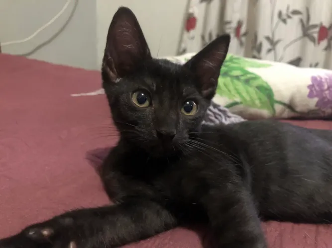 Gato para doação