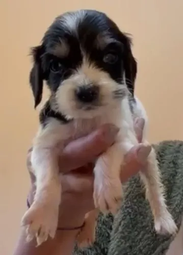Cocker spaniel excelente procedencia
