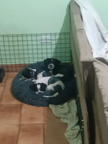 ? **SHIH TZU 6 MESES - PREÇO ESPECIAL! 2 MACHOS + 1 FÊMEA** ?<br>