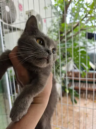 Munchkin