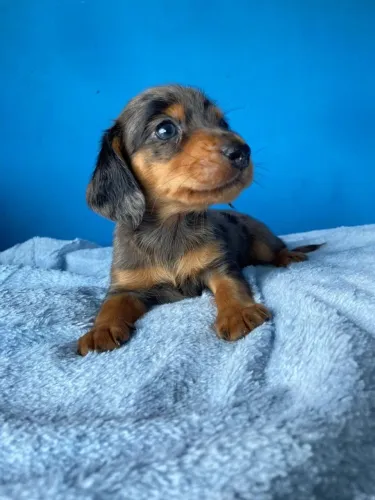 Dachshund teckel lindíssima