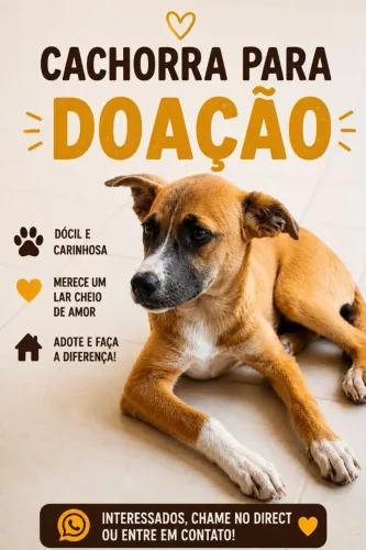 Doação  cachorra 