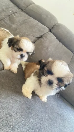 VENDO FILHOTES DE SHIZ TZU