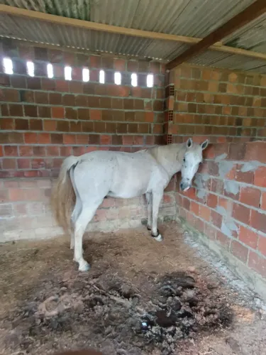 Cavalo
