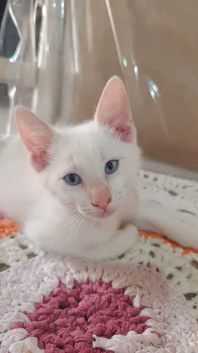 Gatinho macho com quase 2 meses 