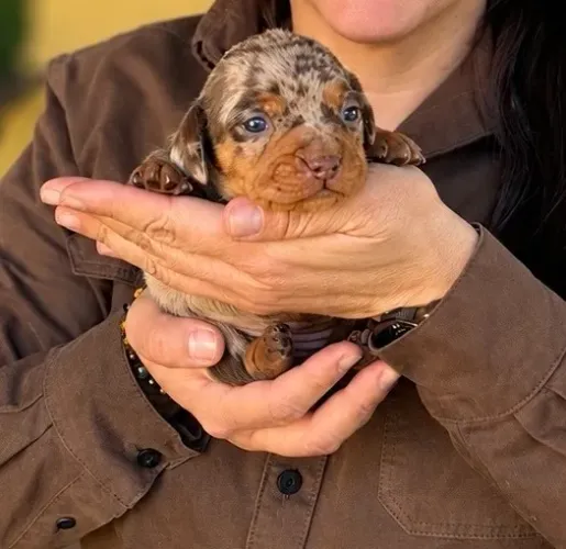 DACHSHUND ARLEQUIM PERFEITO