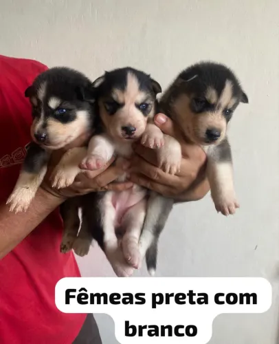 : Husky Siberiano entre as raças mais reconhecidas