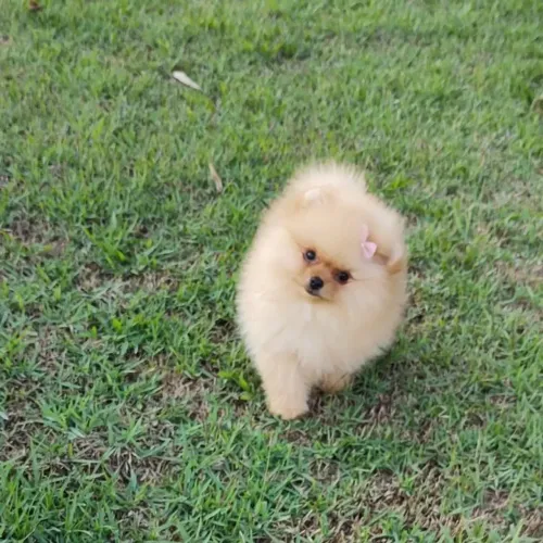 Lulu da pomerania Spitz alemão macho