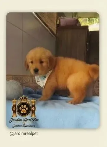 Golden Retriever lindos filhotes Macho e Fêmea.Pagamento 2x