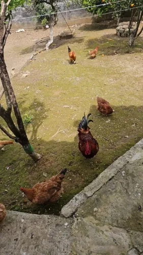 Lote de poedeira e caipira