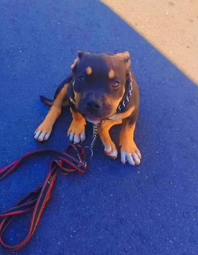 American bully fêmea tri Blek Exótica 3 mês de vida
