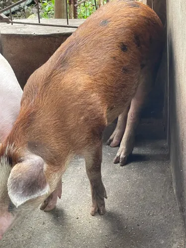 Leitão
