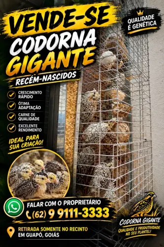 Codornas Gigantes