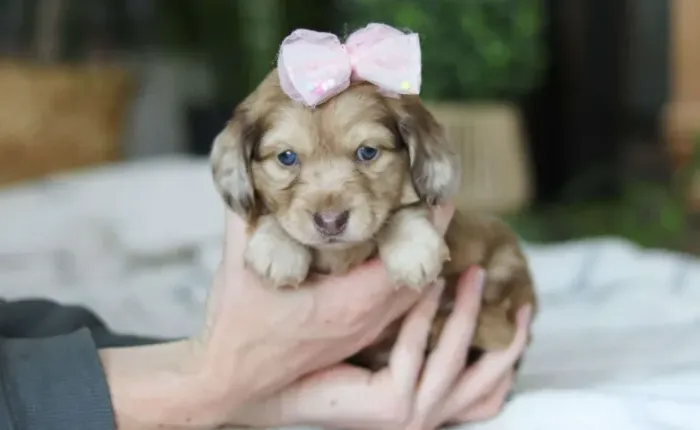 Dachshund,Dachshund Filhote Linda Linhagem Disponível