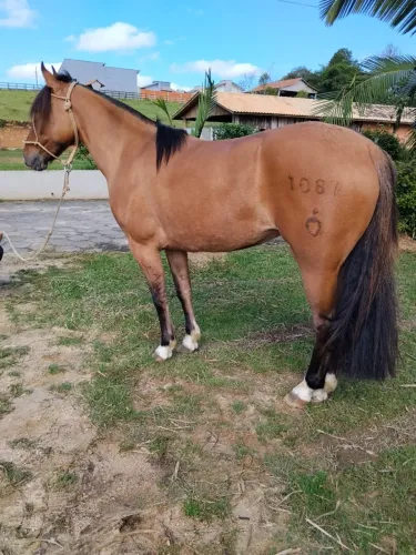 Égua Crioula