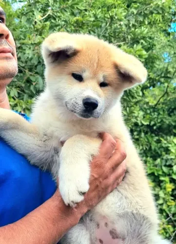 Femea Akita Inu - Contrato + Garantia + Pedigree CBKC
