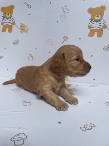 Dachshund (Salsicha) disponíveis no Canil Imperior dos Dachs!