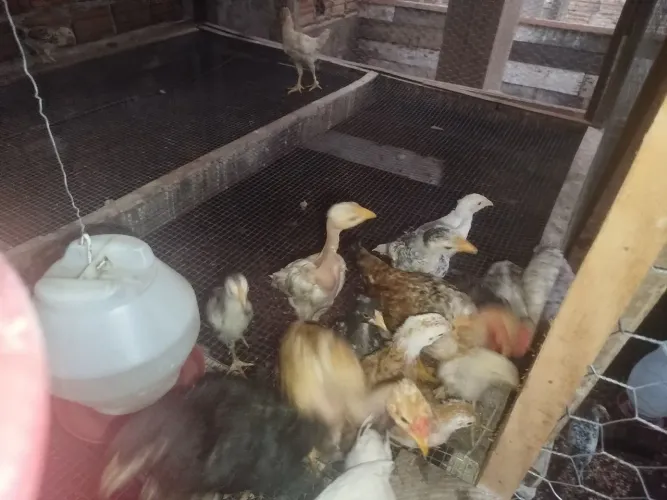 Pintinhos várias raças 