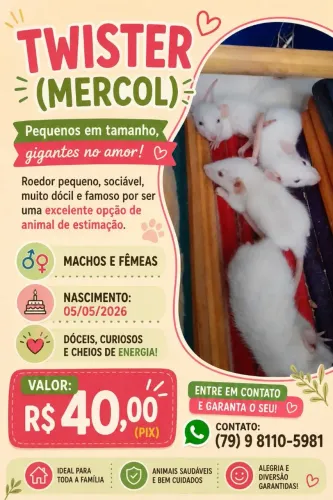 Filhotes de ratos twister 