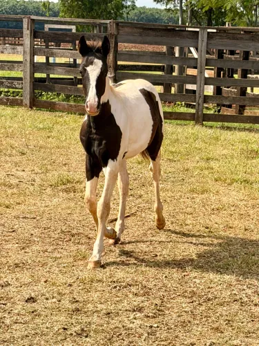 Potro paint horse preto tobiano