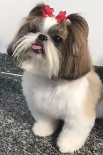 DOAÇÃO RESPONSÁVEL - SHIH TZU