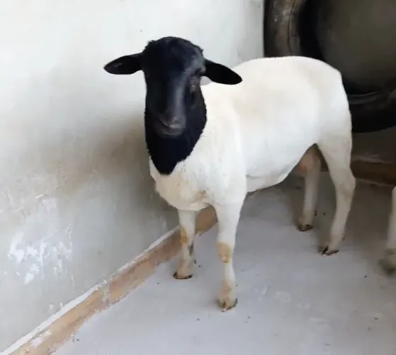 Ovinos Dorper PO 