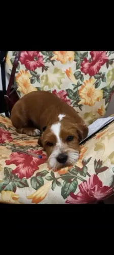 Cachorro filhote para Adoção