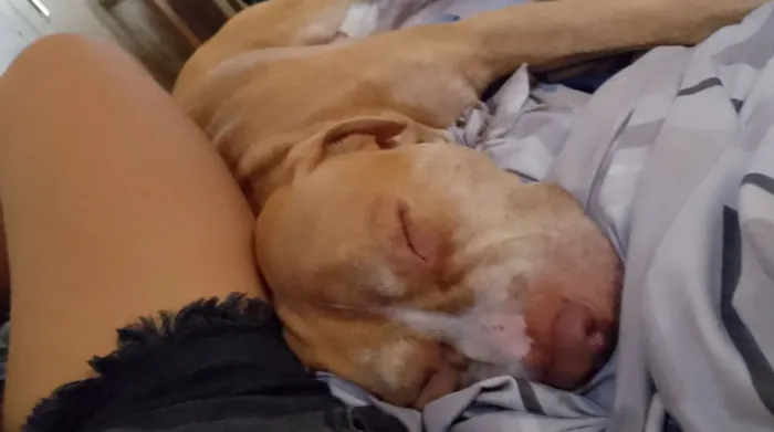 Cachorro Pitbull puro para doação 