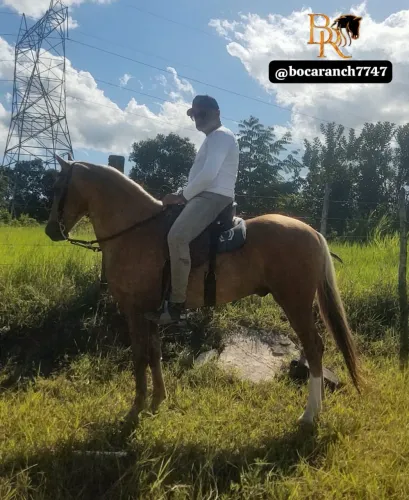 Cavalo Baio