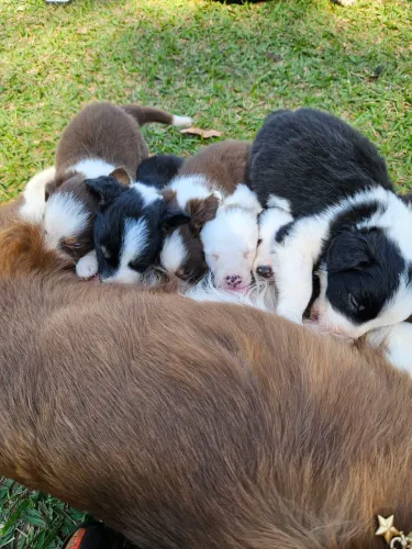 Border Collie