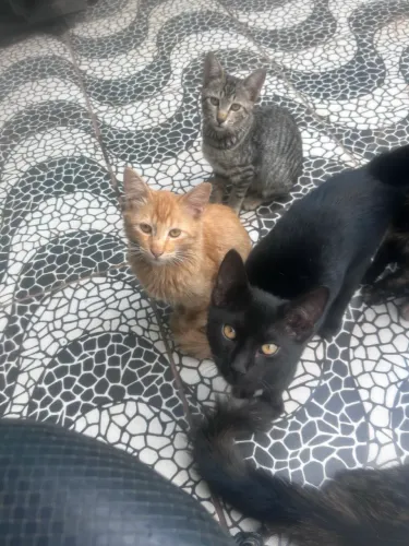 4 GATINHOS PARA ADOÇÃO