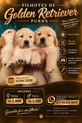 Lindos filhotes de Golden Retriever