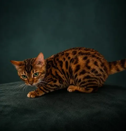 Bengal