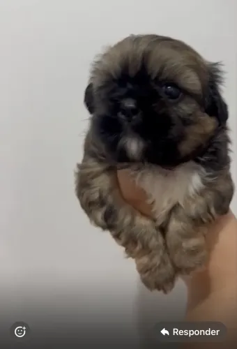 Filhote Shih Tzu macho 