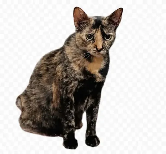 Gatinha vacinada e castrada