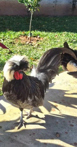 2 Galos raça Polonesa Bantam