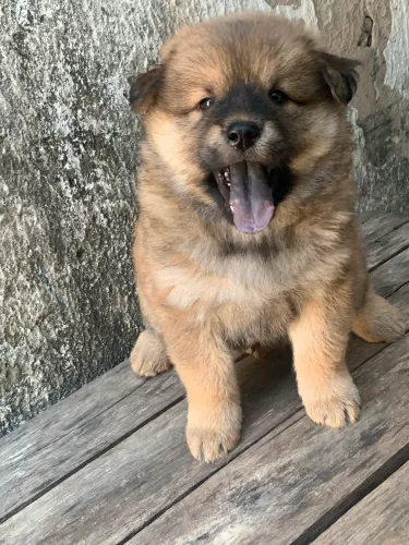 Pet