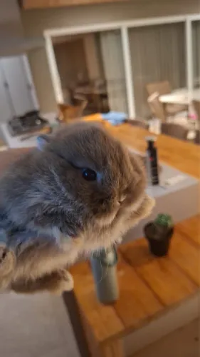 Coelho mini/ anão Netherland Dwarf